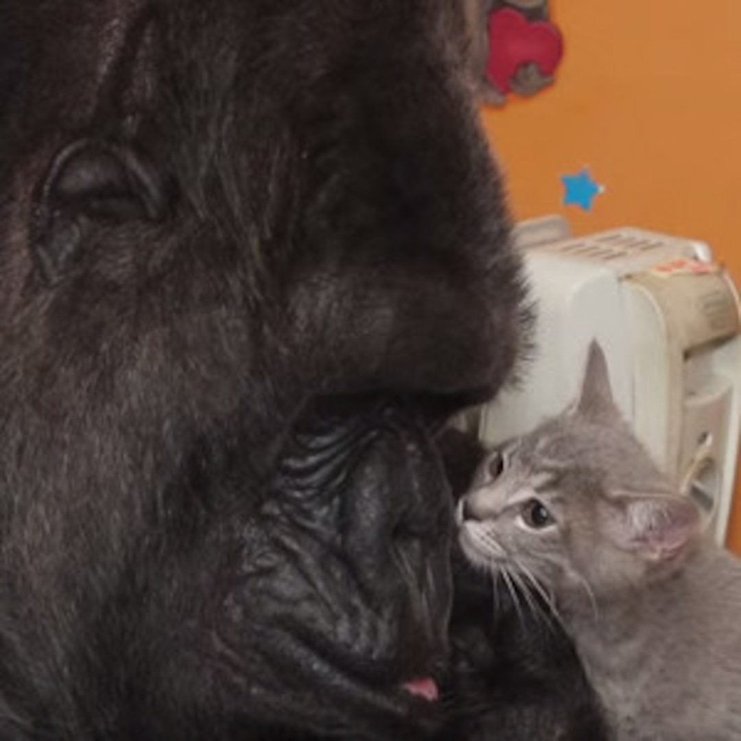Watch Koko the Famous Gorilla Adopt Kittens - E! Online